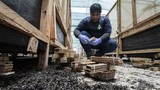 larva-lalat-jadi-protein-untuk-pakan-ternak-4_169 larva-lalat-jadi-protein-untuk-pakan-ternak-4_169