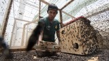 larva-lalat-jadi-protein-untuk-pakan-ternak-5_169 larva-lalat-jadi-protein-untuk-pakan-ternak-5_169