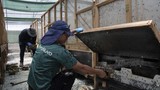 larva-lalat-jadi-protein-untuk-pakan-ternak-6_169 larva-lalat-jadi-protein-untuk-pakan-ternak-6_169