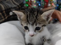 Alasan Pria Gondrong Tega Aniaya Kucing: Kesal Ortu Cekcok-Lauknya Dicuri
