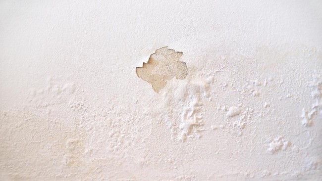 Saat musim hujan, risiko cat tembok mengelupas lebih tinggi karena udara lembap serta rembesan air hujan. Berikut ini cara mengatasi cat tembok mengelupas.