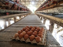 Biar Cuan, Begini Cara Biar Ayam Petelur Punya Kualitas Telur Joss!