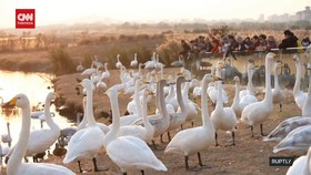VIDEO: Wisata Melihat Ribuan Angsa Whooper Bermigrasi di Tiongkok