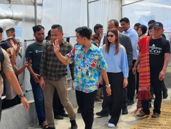 Gibran Datangi Kebun Kopi di Sumut Bareng Bobby, Dicurhati soal Pupuk-Bibit