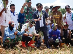 Pj Bupati Bone Ajak Petani Tanam Pisang, Bank Siapkan Modal Rp 100 Juta