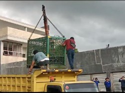 BKSDA Evakuasi Harimau Sumatera Terkam Pemuda hingga Tewas di Samarinda