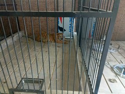 Hilang Nyawa Surianda Dimangsa Harimau Milik Majikan di Samarinda