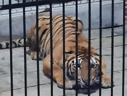 Tragis Pemuda Tewas Mengenaskan Diterkam Harimau Peliharaan Majikan