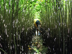 Ketika Lingkungan Menyelamatkan Ekonomi Kita