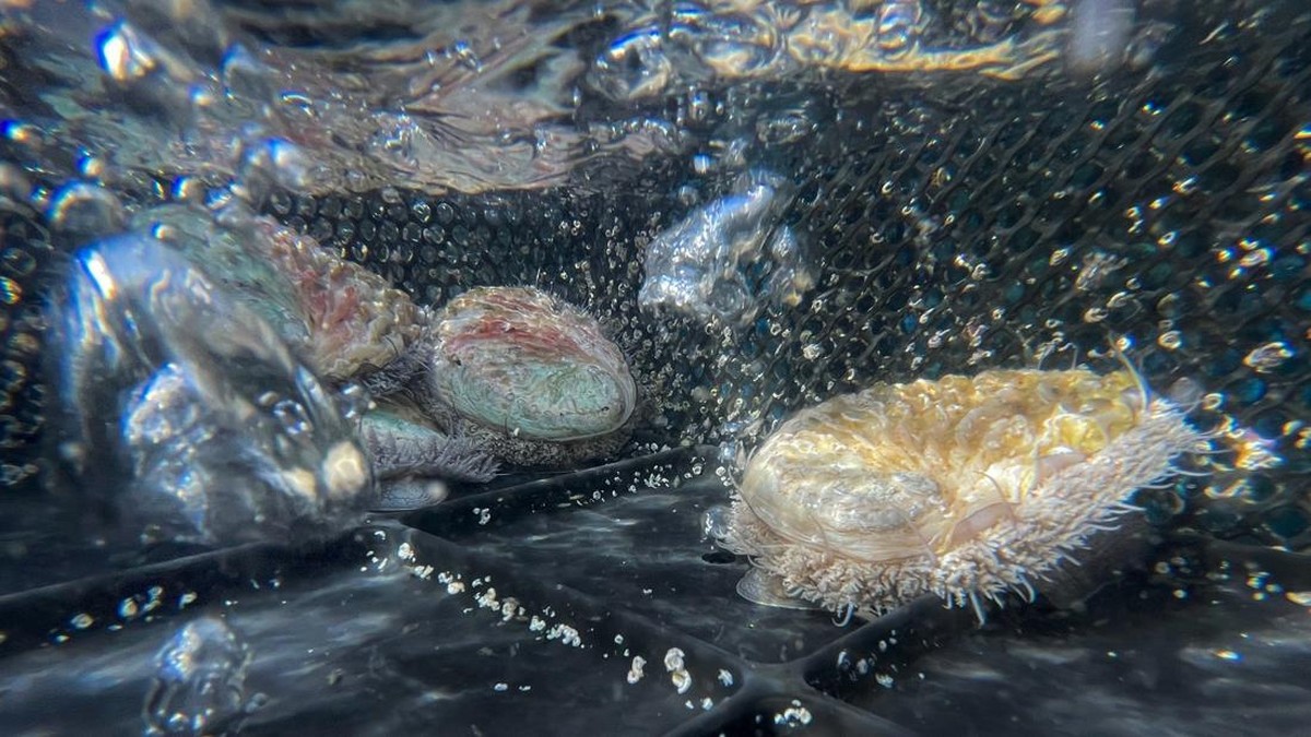 FOTO: Kuliner Siput Laut Afrika Selatan yang Mendunia