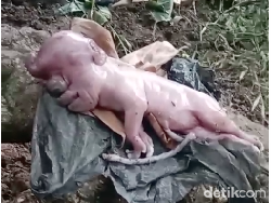 Wajah Anak Babi yang Mirip Manusia, Kulitnya Beda dari Induknya