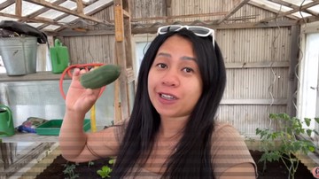 PANEN APEL HINGGA KENTANG