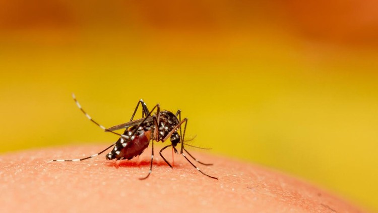 Macro of mosquito (Aedes aegypti) sucking blood close up on the human skin. Mosquito is carrier of Malaria; Encephalitis; Dengue and Zika virus