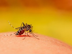 15 Contoh Simbiosis Parasitisme pada Makhluk Hidup, Rugikan Salah Satu Pihak