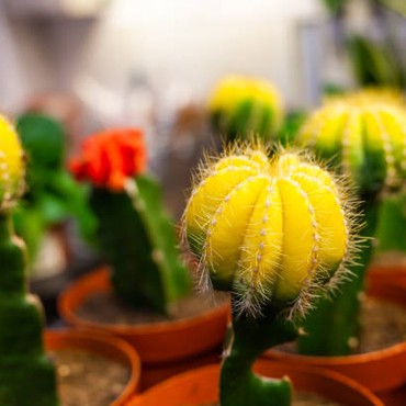 Ganggu Keseimbangan Feng Shui, Jangan Simpan 4 Tanaman Ini Dekat Pintu Masuk Rumah