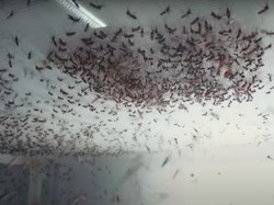Nyamuk Wolbachia Kawin Aedes Aegypti Bikin Mandul, Turunkan 77,1% DBD