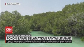 VIDEO: Pohon Bakau Selamatkan Pantai Litianak