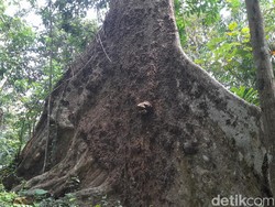 Cerita Pohon Raksasa Pelindung Mata Air Cikandung Sumedang