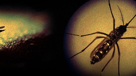 Nyamuk Wolbachia Melawan DBD