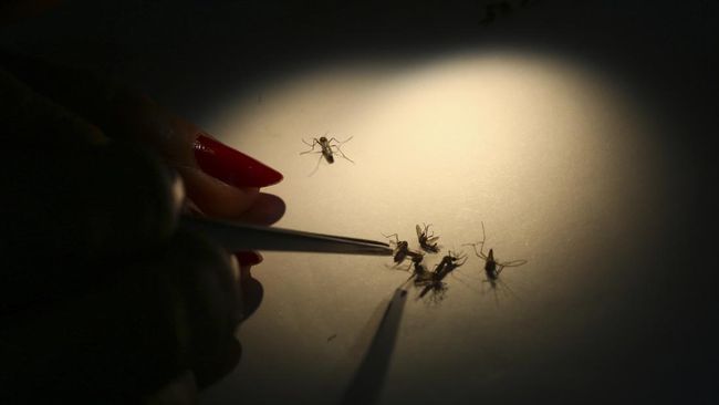 Wolbachia Mosquito Seeds Distributed in Kupang City to Suppress Dengue Fever – CNN Indonesia