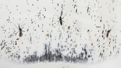 Selayaknya nyamuk pada umumnya, gigitan nyamuk Wolbachia juga bisa menimbulkan efek tersendiri. Apa saja?