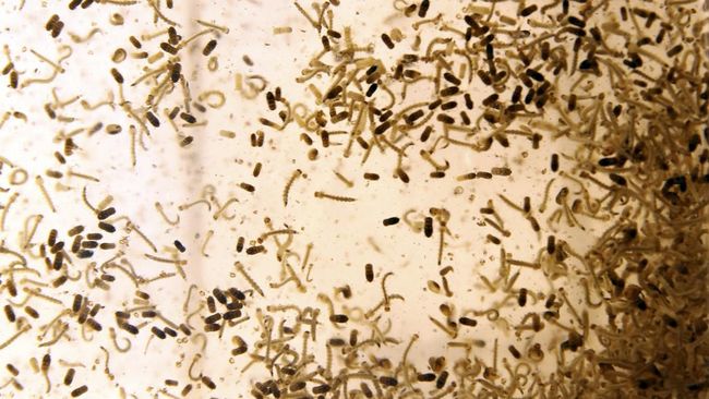 Ministry of Health Sends 60 Thousand Wolbachia Mosquito Eggs to Bandung City