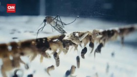 VIDEO: Peneliti UGM Ungkap Manfaat Nyamuk Ber-Wolbachia Kendalikan DBD