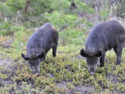 Babi Hutan Blesteran yang Mengerikan