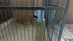 Gelagat Tak Biasa & Pesan Terakhir Pria Samarinda yang Meninggal Diterkam Harimau Majikan