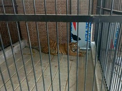 Gelagat Tak Biasa & Pesan Terakhir Pria Samarinda yang Meninggal Diterkam Harimau Majikan