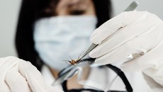 Ilmuwan China Bikin Nyamuk Tak Lagi Tularkan DBD via 'Penjajahan' Usus