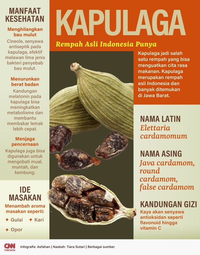 Kapulaga merupakan rempah asli Indonesia dan banyak ditemukan di Jawa Barat. Berikut informasi tentang kapulaga.