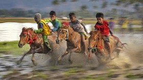 FOTO: Pacuan Kuda di Sawah Berlumpur Dompu NTB