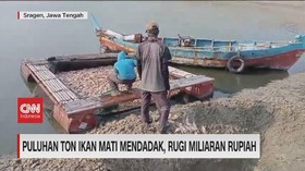 VIDEO: Puluhan Ton Ikan Mati Mendadak, Rugi Miliaran Rupiah