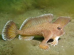 Ikan Bertangan Ditemukan Lagi di Perairan usai Dinyatakan Punah, tapi...