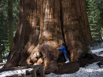 Mengulik General Sherman, Pohon Tertua dan Terbesar di Dunia