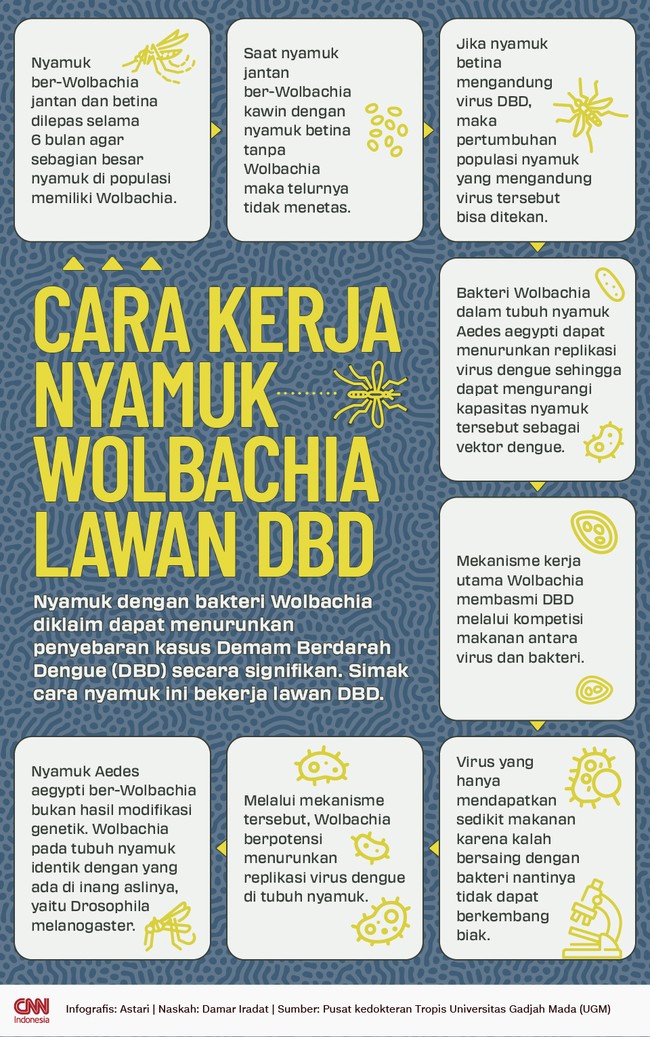 Nyamuk Wolbachia diklaim dapat menurunkan penyebaran kasus Demam Berdarah Dengue (DBD) secara signifikan. Bagaimana cara nyamuk ini bekerja turunkan DBD?