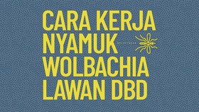 INFOGRAFIS: Cara Kerja Nyamuk Wolbachia Lawan DBD