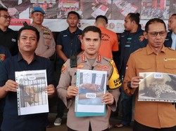 5 Fakta Pemuda Samarinda Tewas Diterkam Harimau Majikan