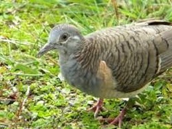 Kisah Burung Perkutut yang Konon Jelmaan Pangeran Pajajaran
