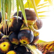 'Si Kecil Menyegarkan' Ini Ternyata Punya Banyak Manfaat Kesehatan, Sudah Pernah Mencoba?