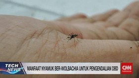 VIDEO: Manfaat Nyamuk Ber-Wolbachia Untuk Pengendalian DBD
