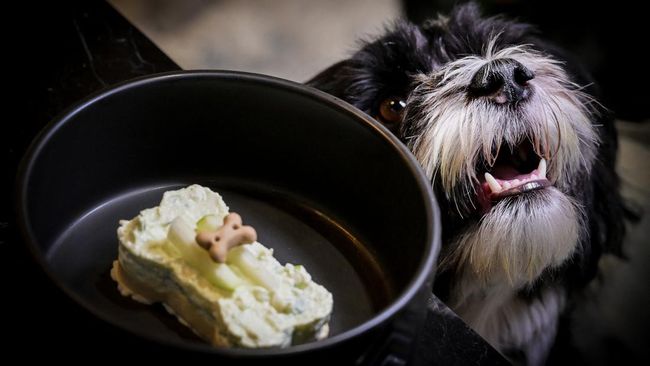 FOTO: Restoran di Italia Ini Sajikan Menu Makanan Sehat buat Anjing