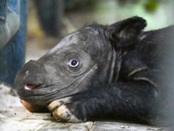 Kabar Bahagia! Anak Badak Sumatera Lahir Lagi di Way Kambas