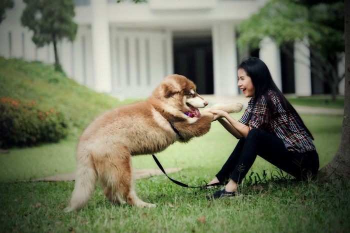 Bermain dengan hewan peliharaan/ Foto: freepik.com/jcomp