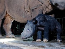 Gemas! Lihat Lagi Yuk Anak Badak yang Baru Lahir di Way Kambas