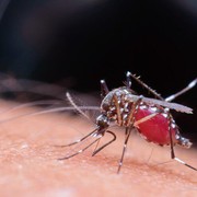 Ramai Penyebaran Nyamuk Wolbachia, 8 Cara Ini Juga Jitu untuk Cegah DBD