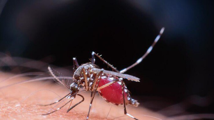 Ramai Penyebaran Nyamuk Wolbachia, 8 Cara Ini Juga Jitu untuk Cegah DBD