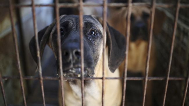 FOTO: Warga Korsel Dilarang Makan Daging Anjing, Peternak Berang FOTO: Warga Korsel Dilarang Makan Daging Anjing, Peternak Berang