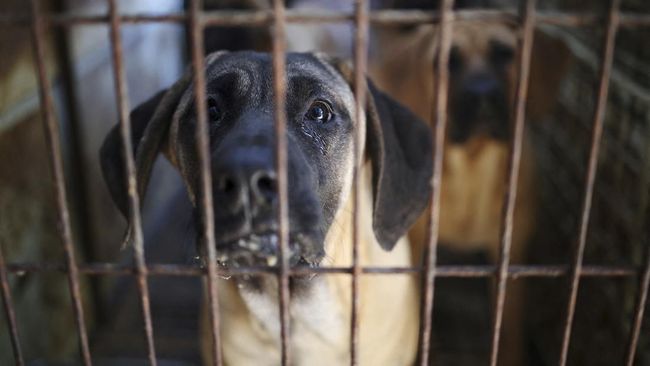 FOTO: Warga Korsel Dilarang Makan Daging Anjing, Peternak Berang